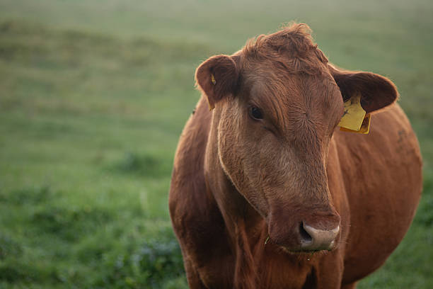 Brown cow on an organic farm