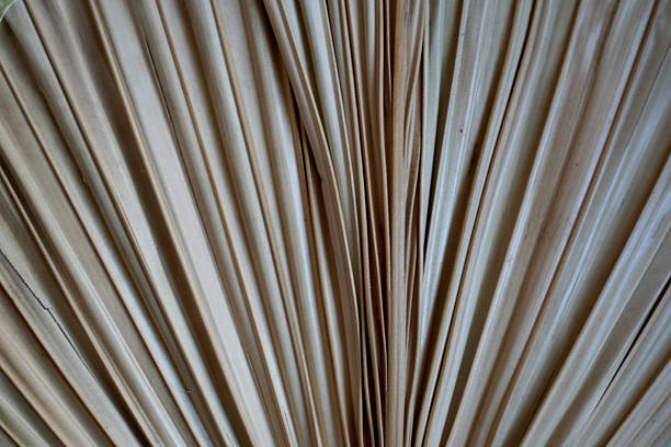 Close-up of palm frond texture, showcasing natural lines and organic patterns. Ideal as a decorative backdrop with earthy beige and brown tones.