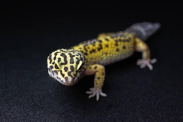 Close up yellow leopard gecko on black background