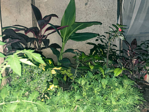 We are expecting a yellow flower blossom from this newly planted canna lily in our yard garden.