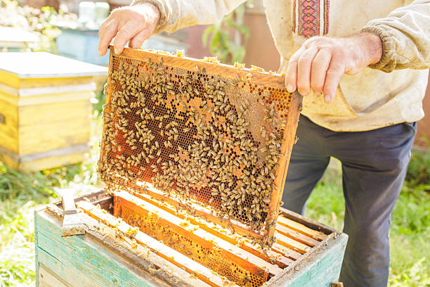 Beekeeper lifts a bee-covered honeycomb frame from an open hive at an apiary. Use for food and agriculture marketing on websites or blog posts about honey and pollination.