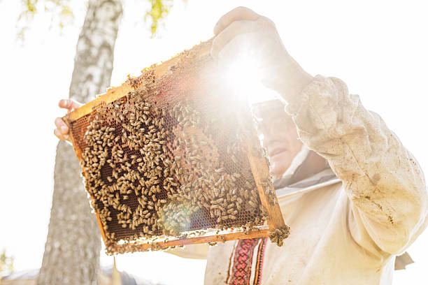 Backlit beekeeper lifting a honeycomb frame covered with bees during hive inspection. Ideal for website banners or blog content about beekeeping, honey production, and pollinators.