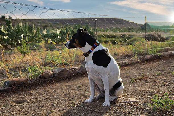A black and white dog with a red collar sits calmly on a dirt path in a rural outdoor setting. The background features a wire fence, green vegetation including cactus plants, and rolling hills beneath a partly cloudy sky. Sunlight streams in from the right, casting a warm glow over the peaceful countryside and highlighting the dog's relaxed posture in this natural environment.