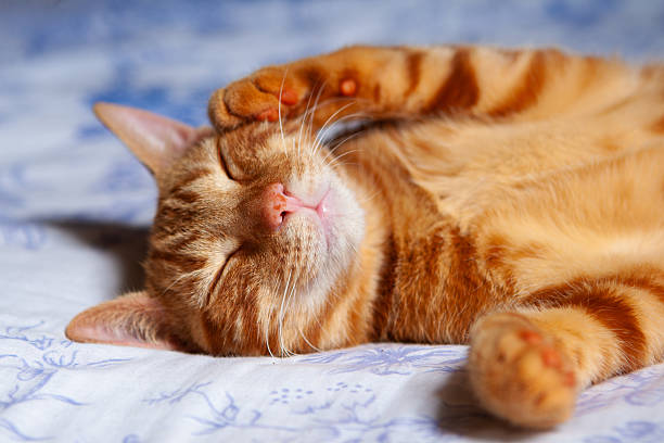 istock Close-up of Ginger Cat Face 2257340932