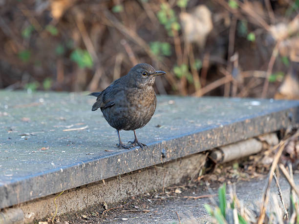 A blackbird stands on a stone