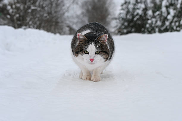 Stray street cats in winter