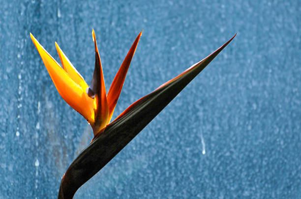 Cagnes-sur-Mer, France - May 31, 2025: Flowers of Strelitzia on the seafront. Cagnes-sur-Mer is a town in French Riviera (department of Alpes-Maritimes, region Provence-Alpes-Côte d'Azur).