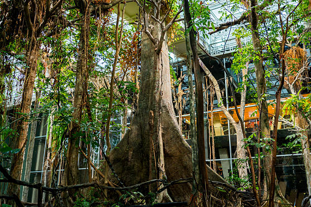 kapok tree or ceiba tree, tropical tree of the amazon forest, close up inside a terrarium with amazon habitat. biodiversity