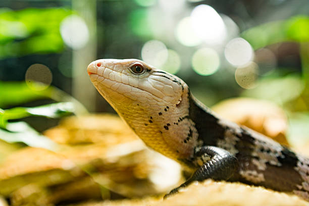blue tongued skink Close-up (Tiliqua scincoides) within a terrarium