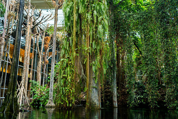 Strolling through the swamps and vegetation of Everglades National Park on a sunny day