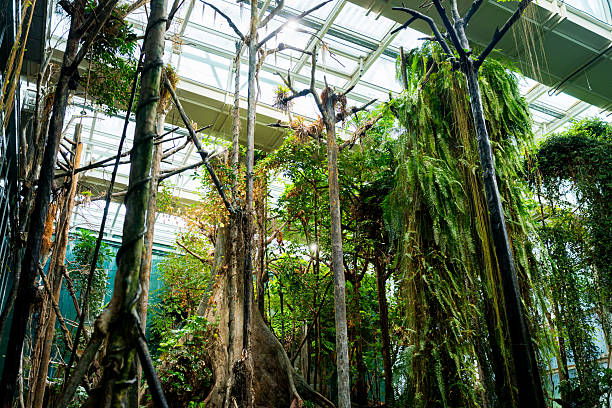 kapok tree or ceiba tree, tropical tree of the amazon forest, close up inside a terrarium with amazon habitat. biodiversity