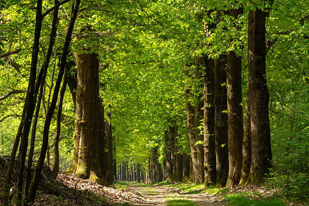 Treelined forest of the Veluwe. Sunlight is softly shining through the folliage.
