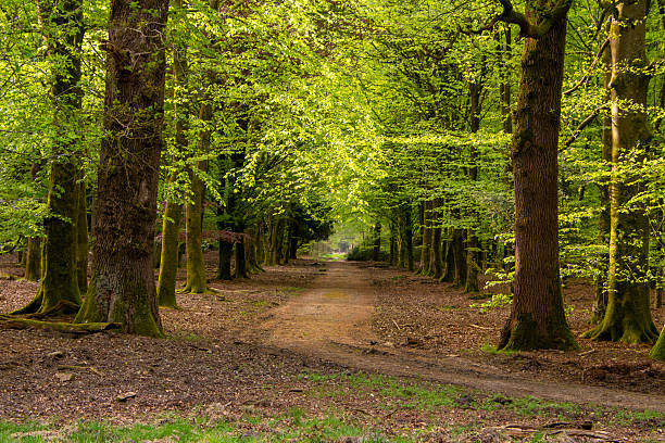 Treelined forest of the Veluwe. Sunlight is softly shining through the folliage.