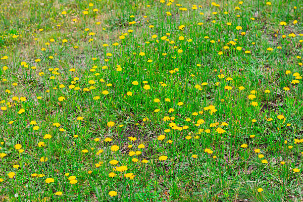 Cute dandelion flowers with small yellow petals radiating outward are growing in clusters in the grassland. I photographed this as if I had cut out a part of the land.