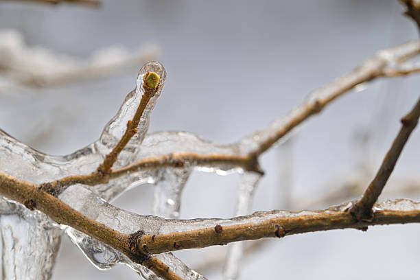 Colorful Birch leaves and branches covered with thick ice on a fell in Urho Kekkonen National Park, Northern Finland