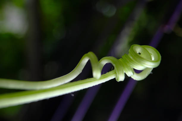 A macro shot of a plant tendril displaying a coiled, helical structure. The organic spiral is captured with a shallow depth of field against a dark, blurred background with pink bokeh.