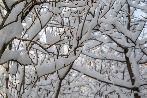 A tree covered in snow with branches covered in snow. The snow is white and fluffy. The tree branches are bare and the snow is covering them. The image has a peaceful and serene mood
