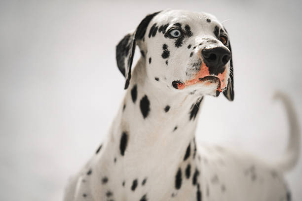 A dalmatian dog with blue eyes. The dog is looking at the camera. The dog has a black nose and a black mouth