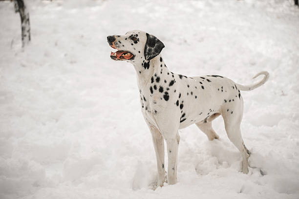 A dalmatian dog is standing in the snow. The dog is looking at the camera and he is happy