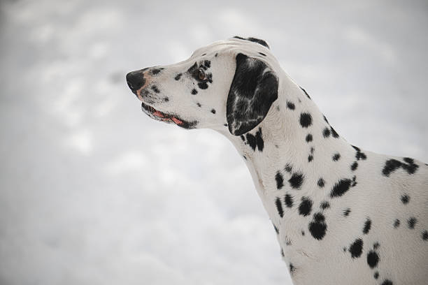 Portrait of a Dalmatian standing in a domestic English garden.