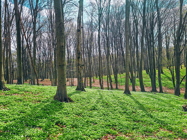 Early spring beech forest floor covered green groundcover, wood Anemone wildflowers bloom. Ground in springtime Fagus sylvatica woodland cover grow carpet Anemonoides nemorosa white flowers in trees