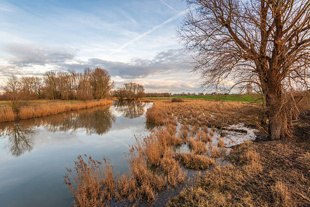 View of a line of pollarded willows on a wide canal in early spring in The Netherlands in meadow landscape against a blue sky