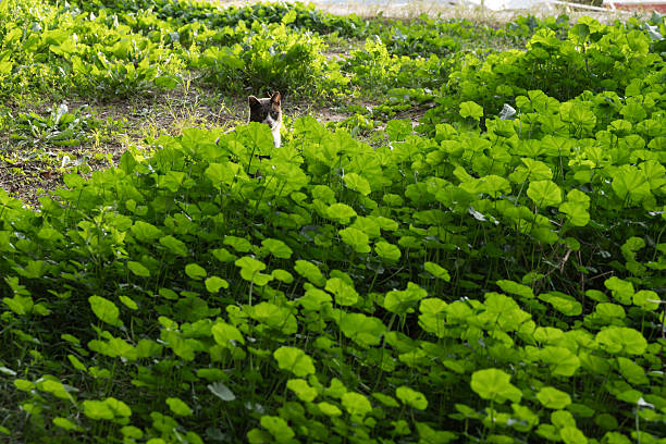A black street cat sits alone in a grass, creating a quiet abandoned and forgotten atmosphere in Spain.