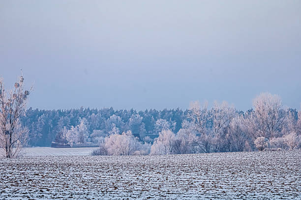 A serene winter scene unfolds with trees heavily laden with frost and a field dusted with snow, creating a tranquil, cold atmosphere