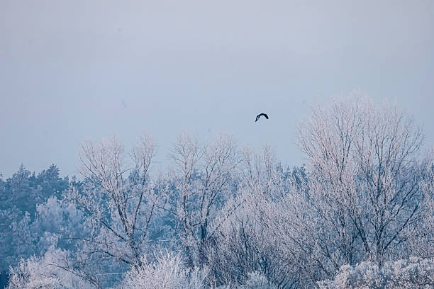 The serene winter landscape features trees heavily laden with frost, with a single bird silhouetted against the pale sky
