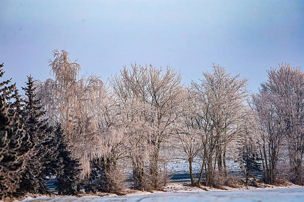 A row of deciduous trees and evergreen conifers are heavily coated in frost, creating a beautiful winter scene with a pale blue sky above