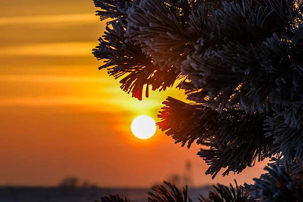 Close-up view of frosted pine needles against a warm, glowing sunrise sky, creating a serene winter landscape