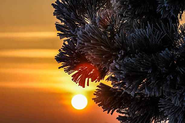 Close-up view of frosted pine branches silhouetted against a warm, hazy sunset, creating a serene winter atmosphere