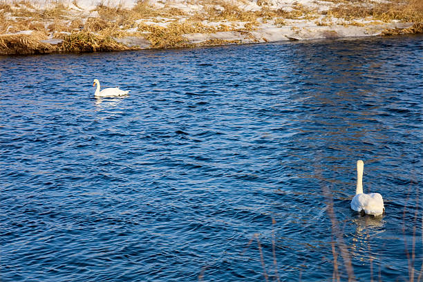 A serene winter scene captures two elegant swans swimming in the rippling blue water of a river, with a snow-dusted bank and dry reeds visible