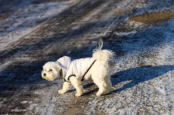 A fluffy white Maltese dog is dressed in a warm quilted jacket for a cold weather walk on a path covered with ice and snow