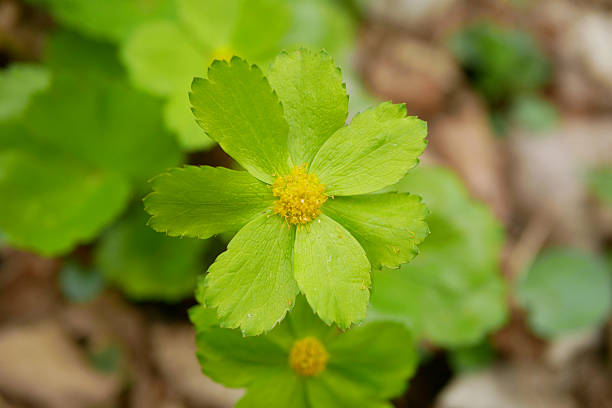 Dwarf Masterwort Sanicula epipactis at flood plain forest Hacquetia epipactis. Prized flowers appear on late winter and early spring. Grows in moist shady snapshot with sun woodland broadleaf deciduous. Unique, low-growing herbaceous perennial prized flowers appear on late winter and early spring. Grows in moist shady with sun woodland habitats, glossy green leaves which only fully develop after flowering. Consist of multiple tiny yellow florets framed by lime green bracts, and carried in dense spherical. Herbal medicine for its diuretic and anti-inflammatory properties