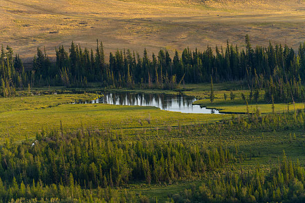 Natural landscape of the Kurai Steppe showing a small lake surrounded by green meadow and conifer forest, with open grassland hills in the background. Outdoor scene with no people, suitable for nature, environment, and conservation themes.