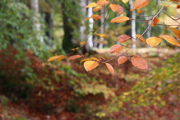 Golden leaves in close up with woods in background