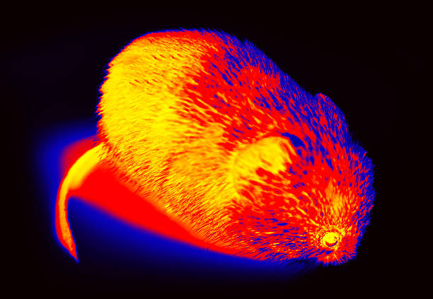 Rodentia, mouse and vole close-up. Illustration of thermal image Ruddy vole shooting from different angles. A on a black background isolated