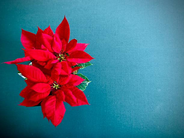 Design of a bouquet of flowers in the pot or vase inside of the house. Simple arrangement on the table from different angles for cards or to congratulate someone with any occasion or holiday. Colorful view (brown, white, green, red, pink, blue) and smooth background. Located in Corona, California. December 2025