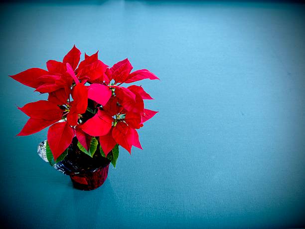 Christmas background with a detail in the flower.\nFondo detallado de flor de noche buena.