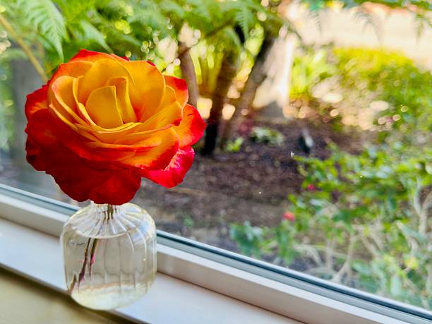 Design of a bouquet of flowers in the vase inside of the house. Simple arrangement on the table or against the window for cards or to congratulate someone with any occasion or holiday. Colorful view (brown, white, green, red, pink, blue) and smooth background. Located in Corona, California. 2025