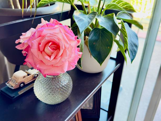 Design of a bouquet of rose flowers in the vase inside of the house. Simple arrangement on the table or against the window for cards or to congratulate someone with any occasion or holiday. Colorful view (brown, white, green, red, pink, blue) and smooth background. Located near Corona and Anaheim, California. 2025
