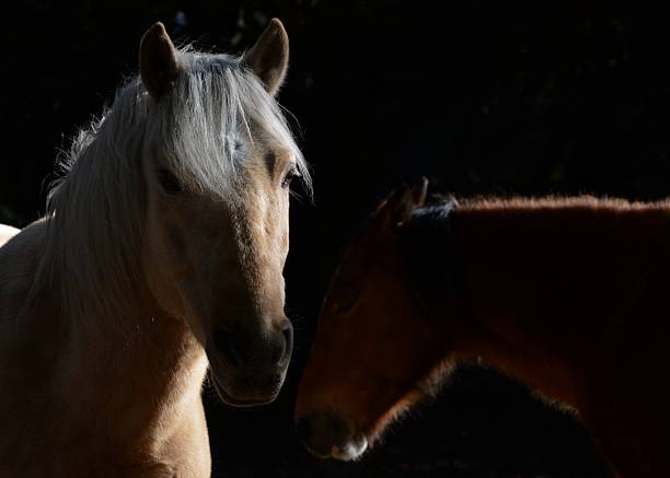 New forest ponies catching the sunlight