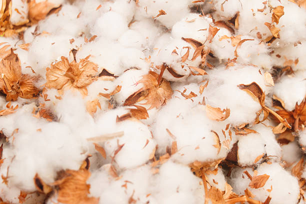 Many cotton buds are lying on the grass, and their backs are blurry.