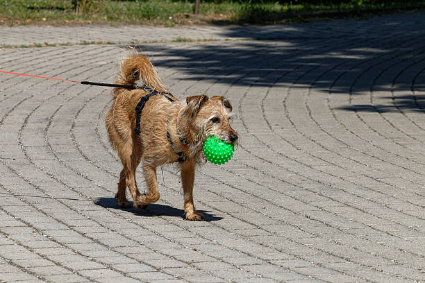 A shaggy brown dog with a harness and leash is happily trotting along a patterned stone walkway, carrying a bright green spiked toy