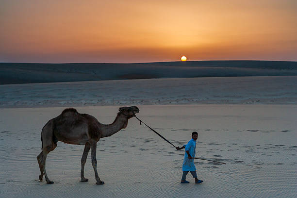 Buraydah, Saudi Arabia, 4th August 2023: camel market in the city of Buraydah