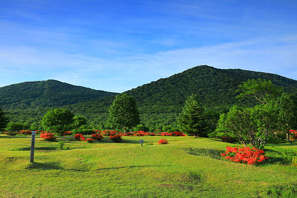 Summer flower landscape