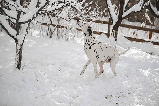 A dalmatian dog is walking in the snow. The dog is looking up at a tree