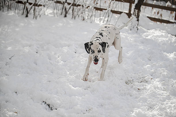 A dalmatian dog is running through the snow. The dog is white and black. The snow is deep and the dog is having fun