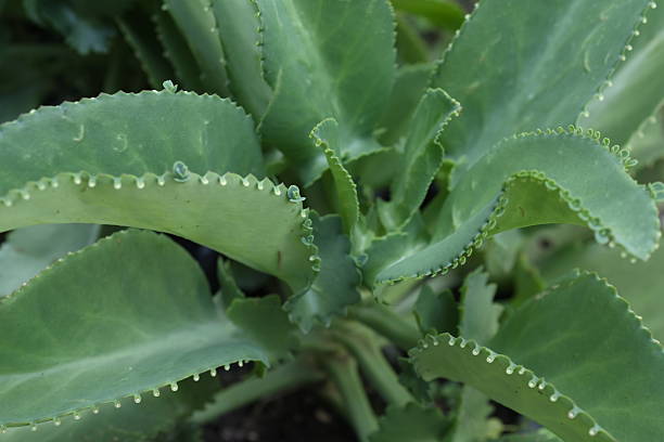 Kalanchoe Succulent Leaves With Plantlets Closeup